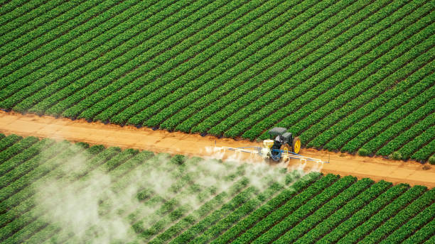 Best Ant Control Services  in Walce Ridge, LA