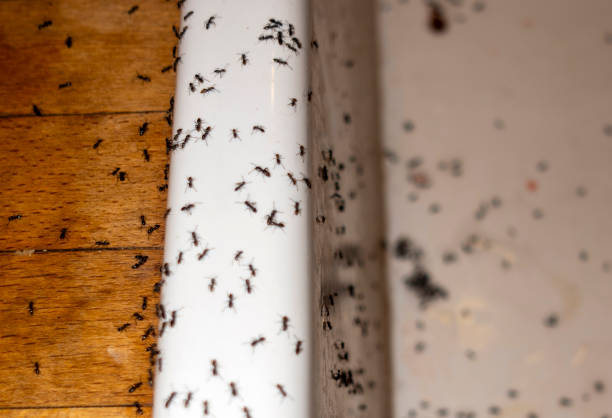 Best Wasp Removal Services  in Walce Ridge, LA