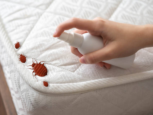 Best Affordable Pest Control Services  in Walce Ridge, LA