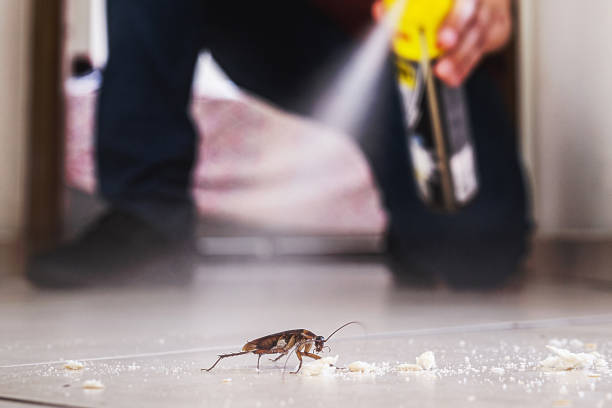 Best Mosquito Control Services  in Walce Ridge, LA
